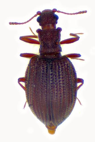 Stephostethus angusticollis